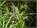 native cordyline in flower