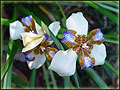 iris flower