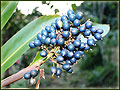 native ginger seed pod