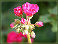 pink geranium